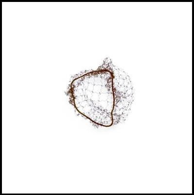 Retine chignon cf 2 pz - marrone scuro